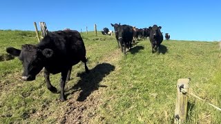 Vet, Heifers and Sold