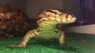 Water monitor live feeding