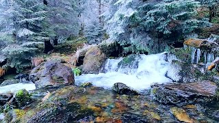 Raging stream in a snowy coniferous forest (Winter) 10 hours