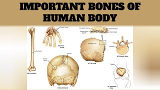 IMPORTANT BONES OF HUMAN BEINGS