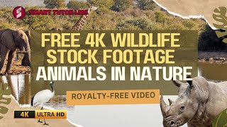 Free 4K Wildlife Stock Footage - Animals in Nature | Royalty-Free Video | Smart Tutor LMS