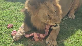 SHARJAH SAFARI LION FEEDING - #8K #sharjah #abudhabi #dubai #lion