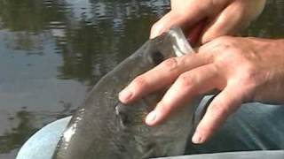 The Fish N Fool Show #1