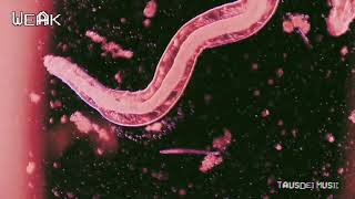 Dark Electronic Rock Soundtrack | Biopunk Horror Game Music | WEak OST