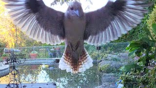 Take away restaurant for kookaburras!!