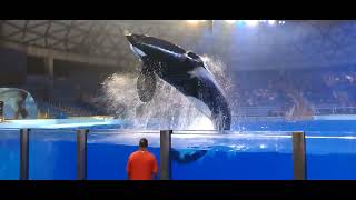 NO SMOKING!! night show with male orcas GETS SMOKY! LITERALLY! @ SEAWORLD SAN ANTONIO