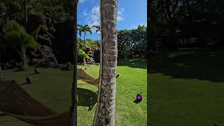 Waikiki Leia beautiful wedding venue close to Waikiki with a chapel and dining room for a reception.
