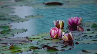 Sundar nazara 👌. Beautiful nature. #lotusflower #beautyofnature #youtubevideo #trending 