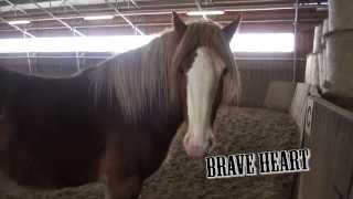 2 1/2 year Irish Cob Pepe in training