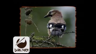 Bird Call "Eurasian Jay" and Wind Effect