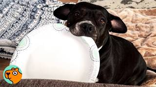 Pittie Bring Empty Bowl Every Time She Wants a Snack | Cuddle Buddies