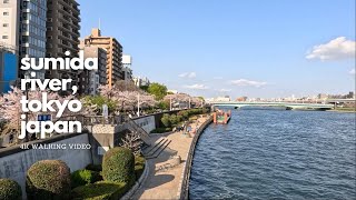 [4K HD] Tokyo Walks - SUMIDA RIVER to TOKYO SKYTREE (Cherry Blossoms, Spring 2023)