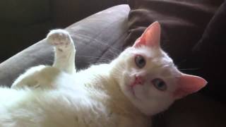 Lucy the Cat. Lazy Sunday