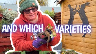 Why I’m planting strawberries in December (really!)