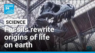 How we came to be: Fossils rewrite origins of life on earth • FRANCE 24 English