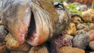 Saltwater Micro Fishing for Sheepshead at Packery Channel Jetty