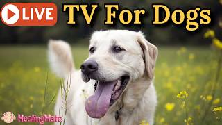 🔴24/7 Dog TV🎵🐶Calming Music for Dogs🐶💖Relaxing Music for Dog Sleep💖🦮Dog Stress Relief🎵🔴1