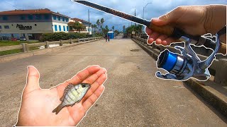 Pier Fishing with Live Pinfish for Pier Fish in Florida!