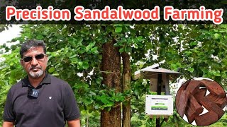 Precision agriculture helps in yielding Red Sandalwood trees | Grotron | Farmagain | Benjamin Raja