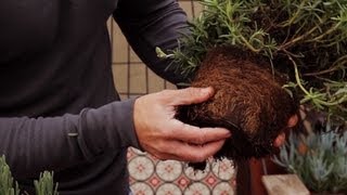 How to detect root bound plants and annuals, biennials, and perennials! (2.3)