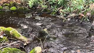 One Minute In Nature | Water Meditation | Water Sounds | Calming Nature Sounds May 29, 2024