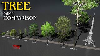 The Tallest TREES in the World 🌳 3D Size Comparison