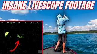 The Craziest Bass Behaviour I’ve Seen on Livescope!