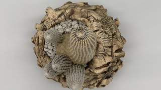 CACTUS COLLECTION FOR SALE | XƯƠNG RỒNG BÁN | CALL 669 285 9125