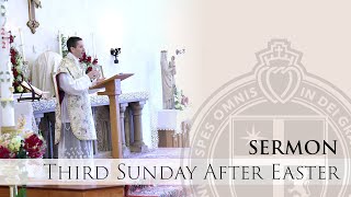 Sermon - Rev. Fr. Haynos - If You are Risen with Him - Third Sunday after Easter - 5/11/25