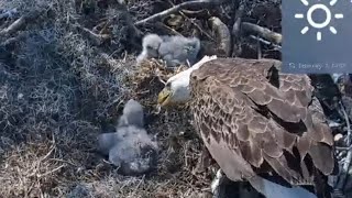 Louse II brings live fish and Anna II feed eaglets | Kisatchie National Forest E-1 | Feb 6, 2026
