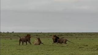 Male lion and his boys confront an Uknown lioness