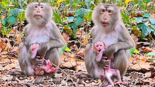 Look How Monkey ROZITA Holds Her New Baby — Gentle Love and Protection