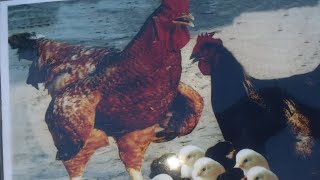 Farami murga 🐓