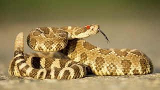 Things You May Not Know about Rattlesnakes