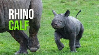 Rhino Conservation Success At Yorkshire Wildlife Park Resort