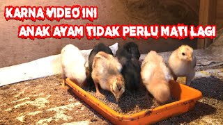 HOW TO CARING FOR CHICKEN DOC AGED 1 TO 30 DAYS