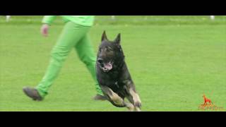 Irish National IGP Championship   Protection Highlights