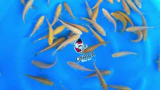 OKAW-01 Tosai Karashigoi 14-18 cm 60 Pcs per box Okawa Nishikigoi Center Konishi x SFF