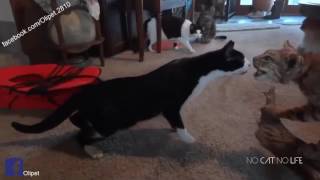 funny scared cats, Lol!! funny cat compilation 2017 | Cat Fight 2017 | Cat Funny Fight