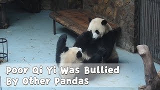 Poor Qi Yi Was Bullied By Other Pandas | iPanda