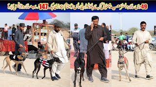Greyhound Derby Race Country Breed | Semi Final | Master Saeed (M) Cup Faisalabad | 06-12-25 #derby