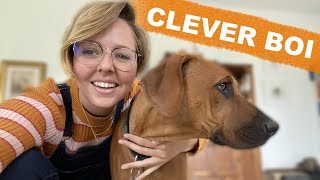 All of My Puppy's Tricks