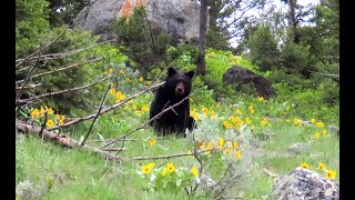 Hiking Slough Creek and my Assessment of the Yellowstone Park Ranger