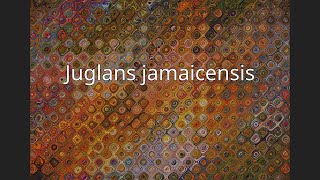 Juglans jamaicensis