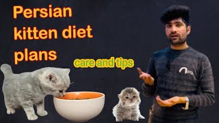 Persian Kittens Diet Plan | Birth to 9 Months I Persian | Best Food | Vet Approved | #kitten #cats