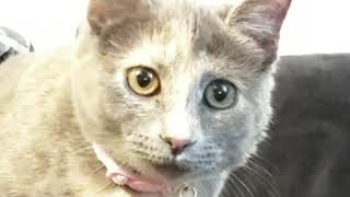 Gamer Kitten Learns to Play: GTA Online