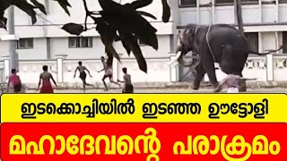 ഇടക്കൊച്ചിയിൽ ഊട്ടോളി മഹാദേവന്റെ പരാക്രമവും, അവസാനം തളക്കുന്ന ദൃശ്യങ്ങളും | elephant attack in kochi