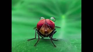 Redmi Note 8 Pro How to Take Great Macro Shots Shootlikeapro