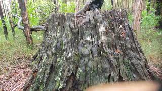 A Long Quiet Walk Through the Bush | Birds, Trees & Stillness