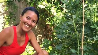 Chiacos Family Garden - Growing Your Own Food to Save Money and Lower Your Carbon Footprint
